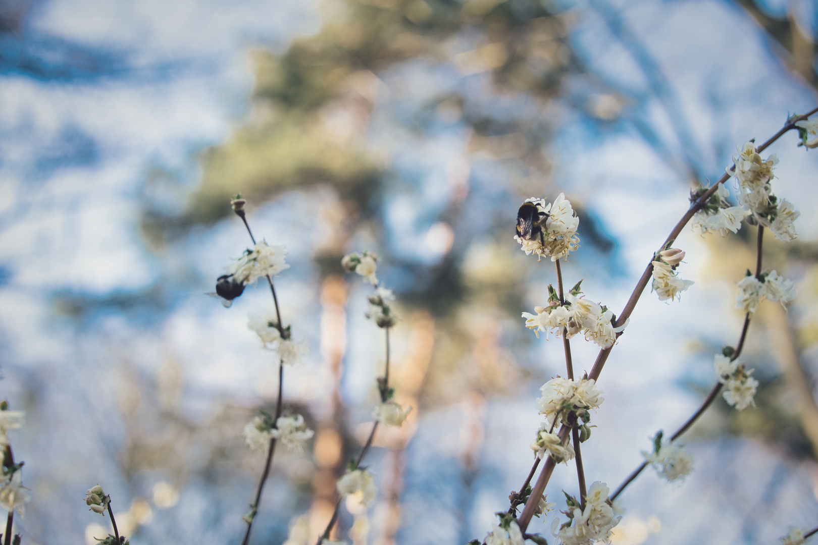 Hummeln im Februar