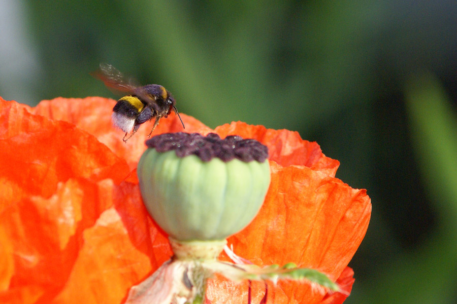 Hummeln im Mohn