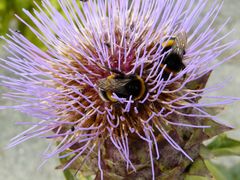 Hummeln in der Artischokenblüte