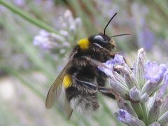 Hummeln lieben Lavendel