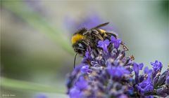 Hummeln lieben Lavendel......