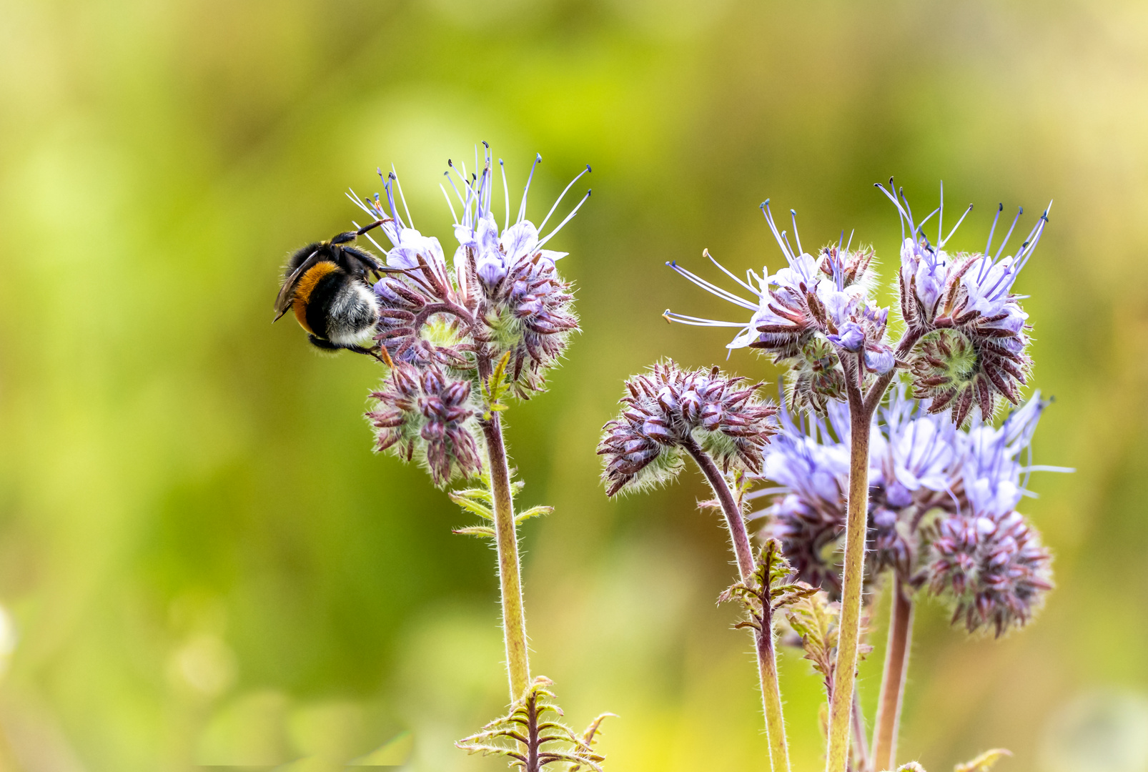 Hummeln lieben Phacelia