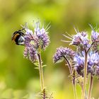 Hummeln lieben Phacelia