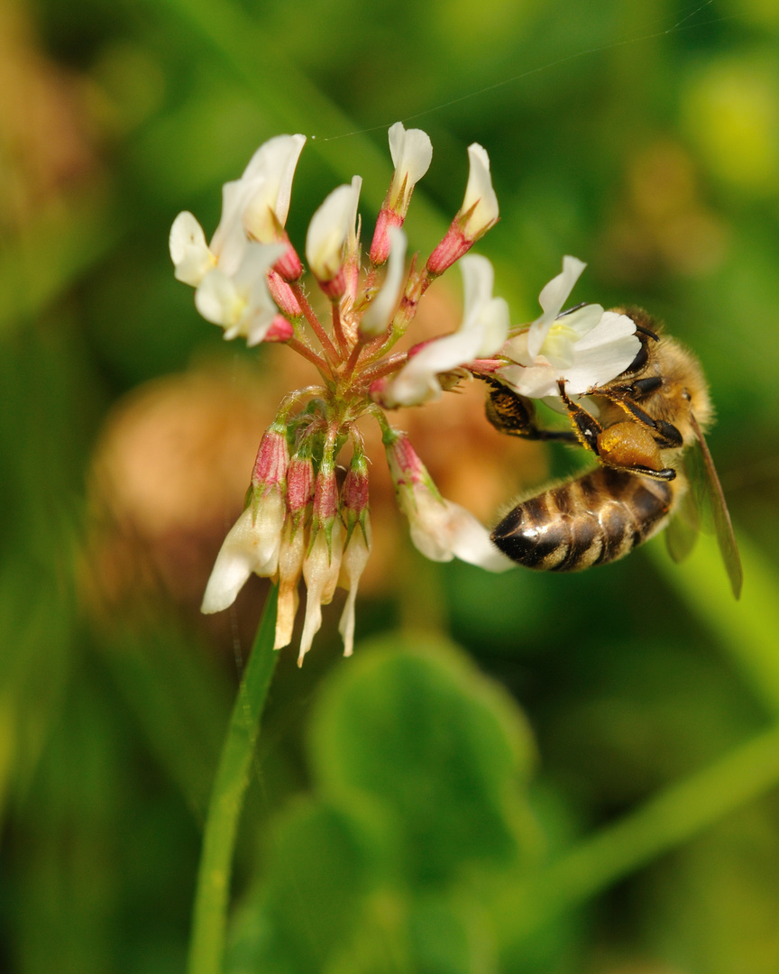 Hummeln mögen Rotklee, aber der Weißklee gehört allein den Bienen