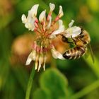 Hummeln mögen Rotklee, aber der Weißklee gehört allein den Bienen