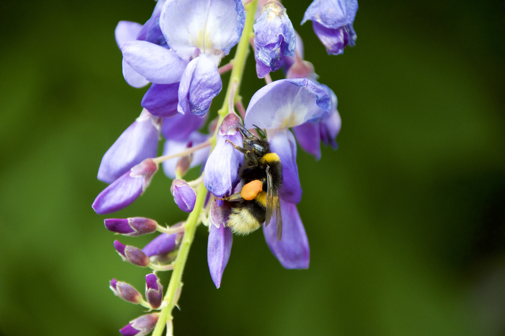 Hummel(n) nicht im Hintern, sondern im Blauregen.