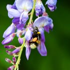 Hummel(n) nicht im Hintern, sondern im Blauregen.