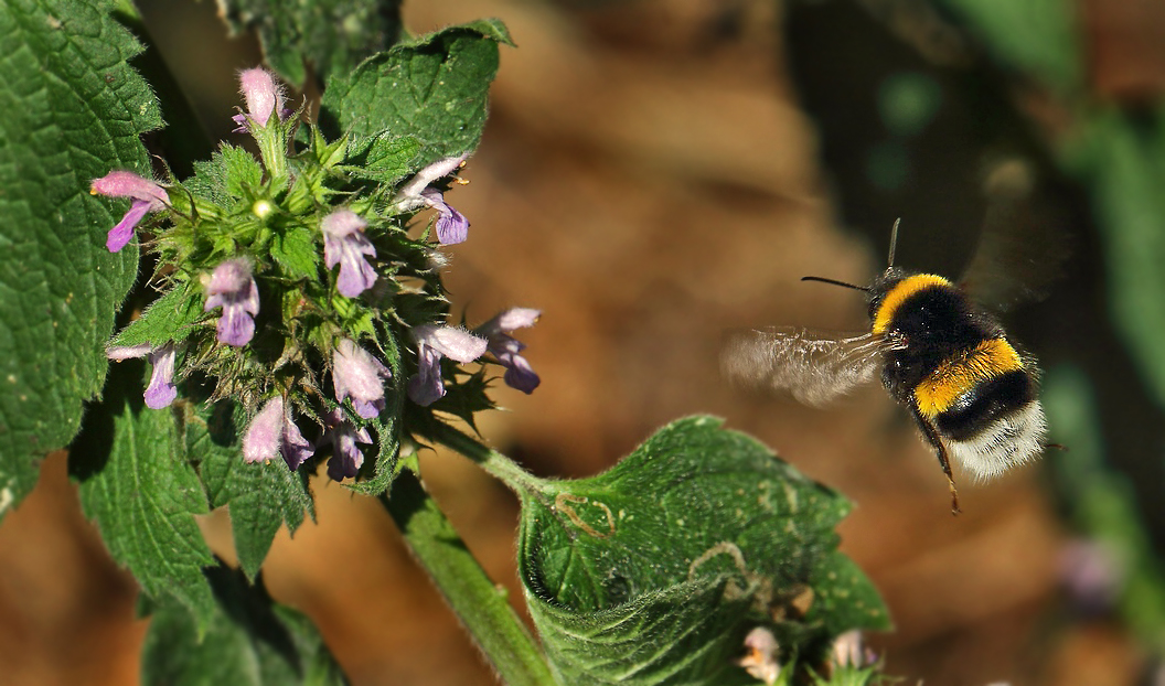 Hummel'n sind OK