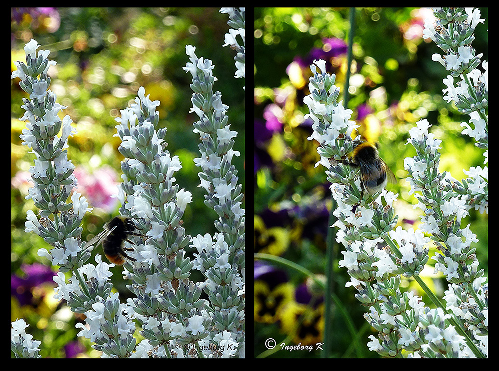 Hummeln und Bienen finden reichlich Nahrung auf dem Silberlavendel