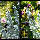 Hummeln und Bienen finden reichlich Nahrung auf dem Silberlavendel