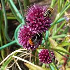 Hummeln und Bienen - gemeinsam am schon fast verblühten Lauch