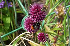 Hummeln und Bienen - gemeinsam am schon fast verblühten Lauch