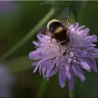 Hummel..nein Fliege