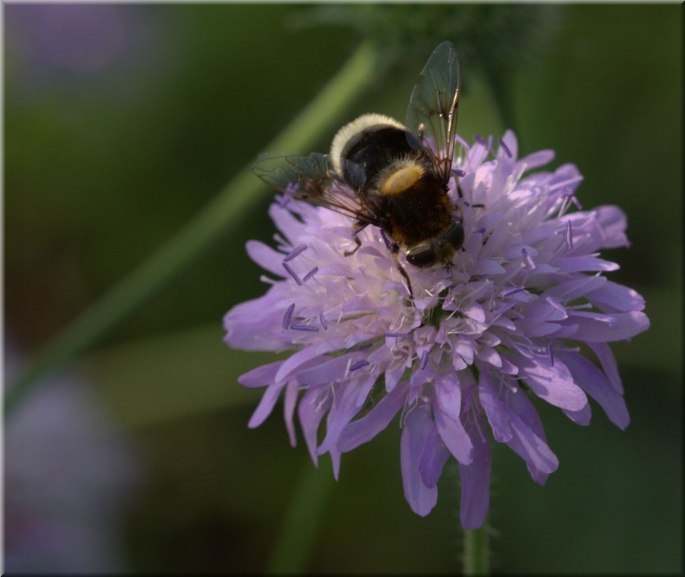 Hummel..nein Fliege