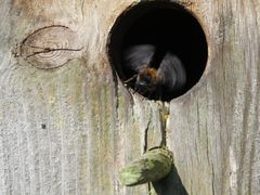 Hummelnest im Brutkasten der Meisen