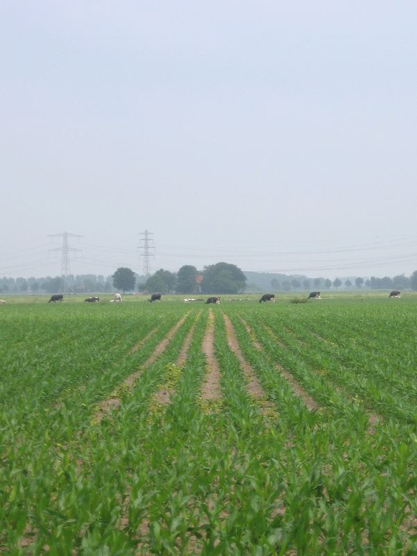 Hummelo maize field