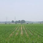 Hummelo maize field