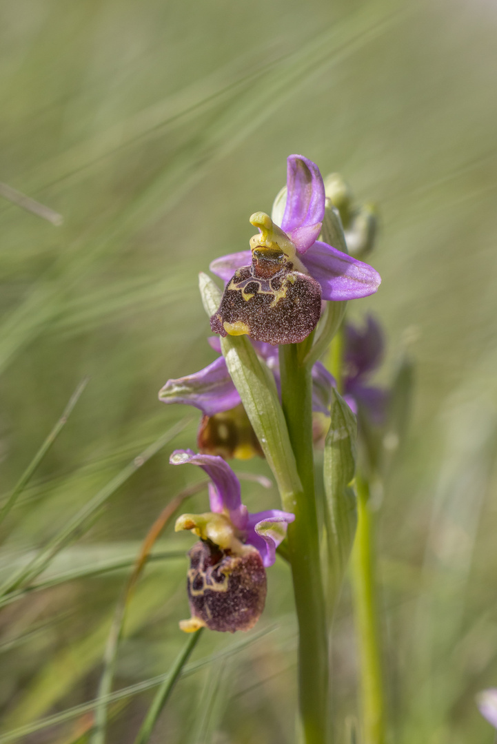 Hummelorchis