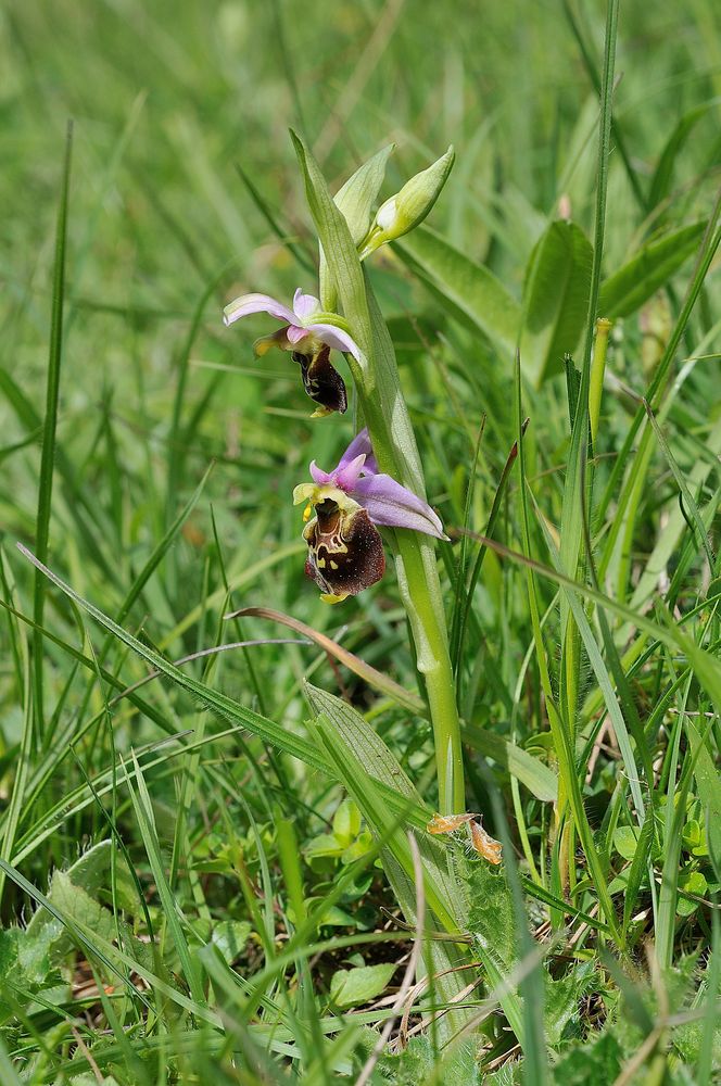 Hummelorchis - O.holoserica