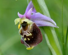 Hummelorchis-O.holoserica