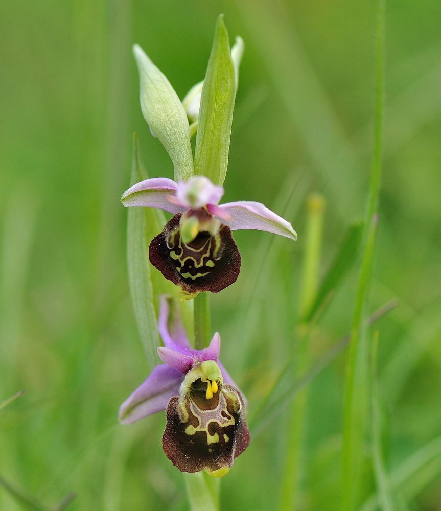 Hummelorchis - Ophris holoserica