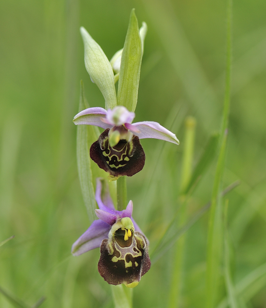 Hummelorchis - Ophris holoserica