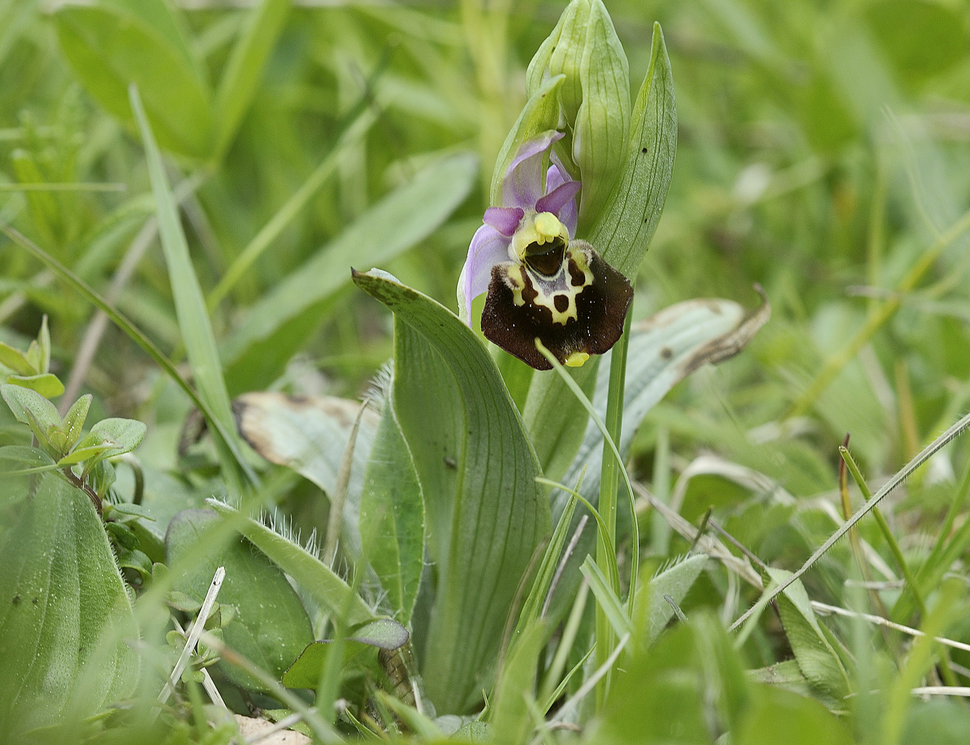 Hummelorchis - Ophris holoserice.