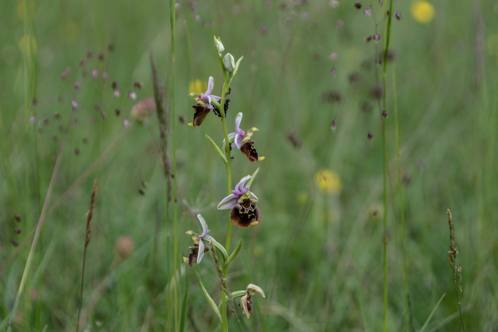 Hummelragwurz mit Ameisen im Zittergras