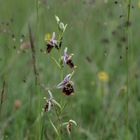 Hummelragwurz mit Ameisen im Zittergras