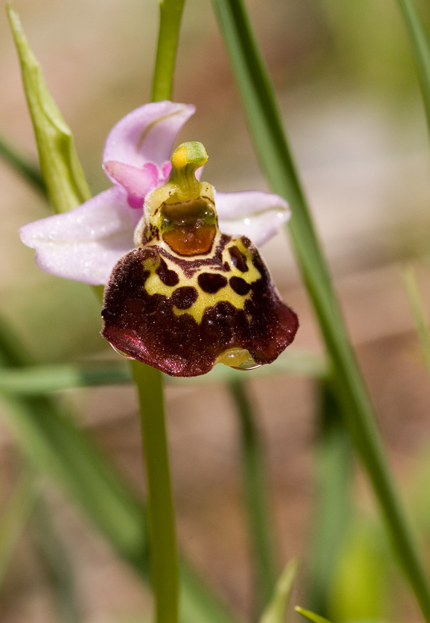 Hummelragwurz (Ophris holoserica)