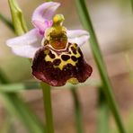 Hummelragwurz (Ophris holoserica)