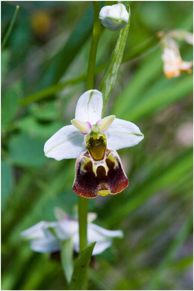 Hummelragwurz (ophris holoserica)