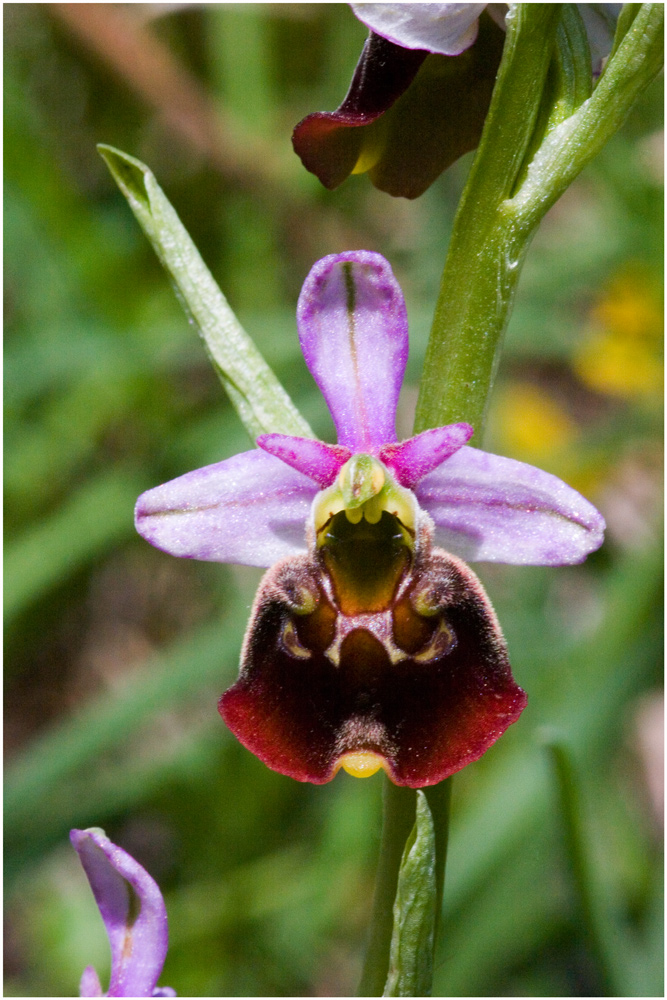 Hummelragwurz (ophris holoserica) violette Variante