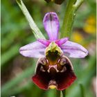 Hummelragwurz (ophris holoserica) violette Variante