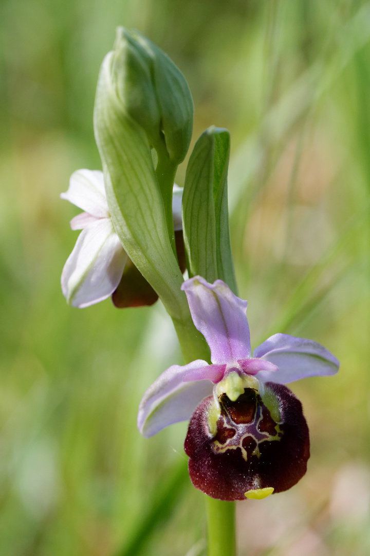 Hummelragwurz (Ophrys holoserica) 1