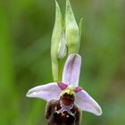 Hummelragwurz (Ophrys holoserica) 2
