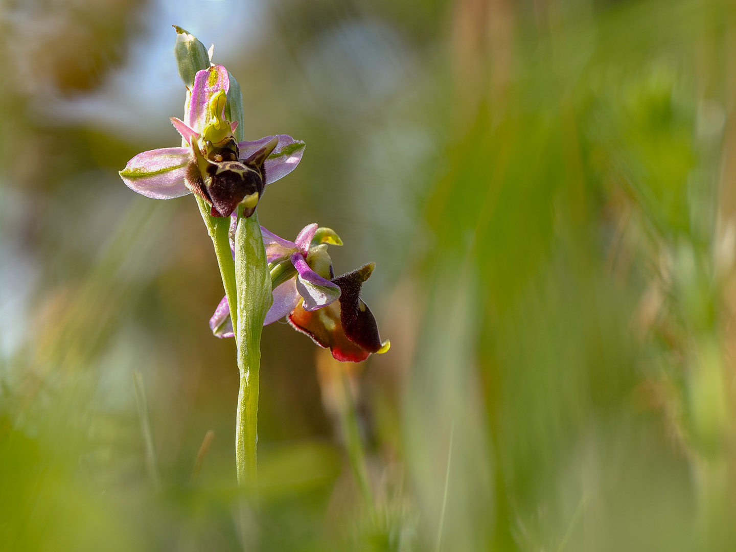 Hummelragwurz  (Ophrys holoserica) 
