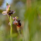 Hummelragwurz  (Ophrys holoserica) 