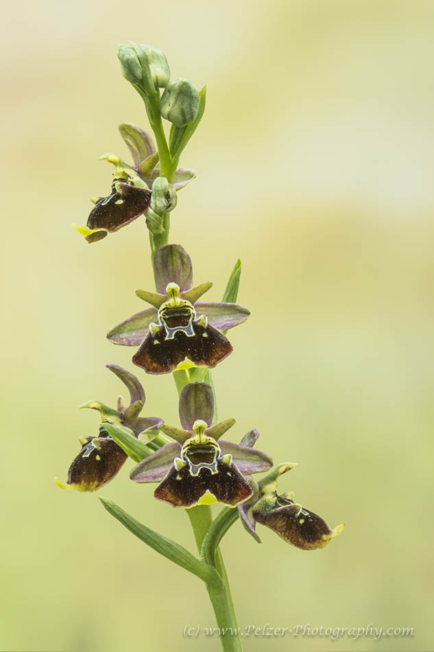 Hummelragwurz (Ophrys holoserica)