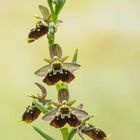 Hummelragwurz (Ophrys holoserica)