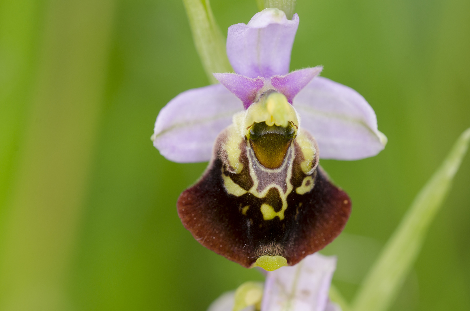 Hummelragwurz (Ophrys holoserica)