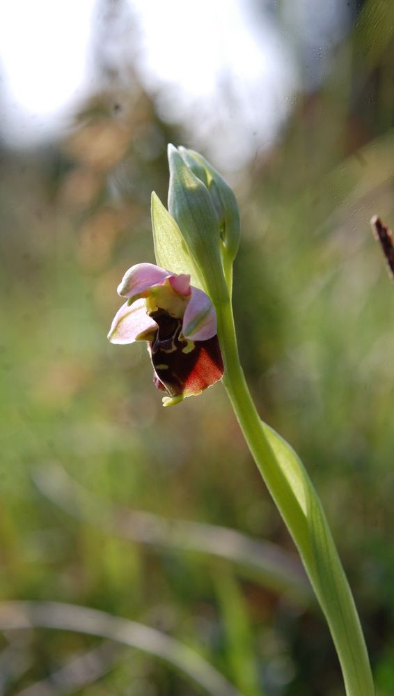 Hummelragwurz (Ophrys holoserica) Osthessen 23.5.10