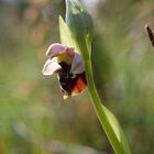 Hummelragwurz (Ophrys holoserica) Osthessen 23.5.10