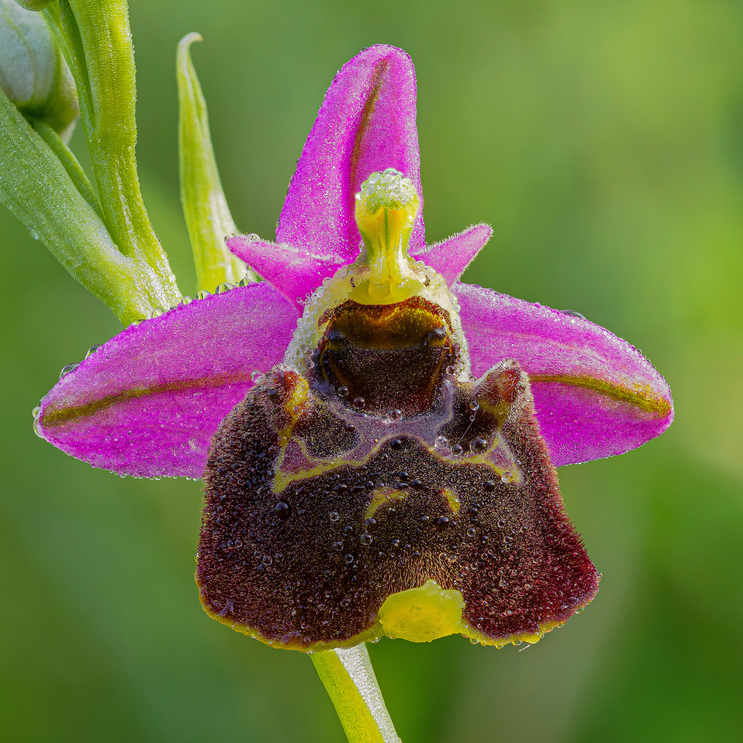 Hummelragwurz  (Ophrys holoserica), selten !