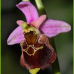 Hummelragwurz - Ophrys holosericea