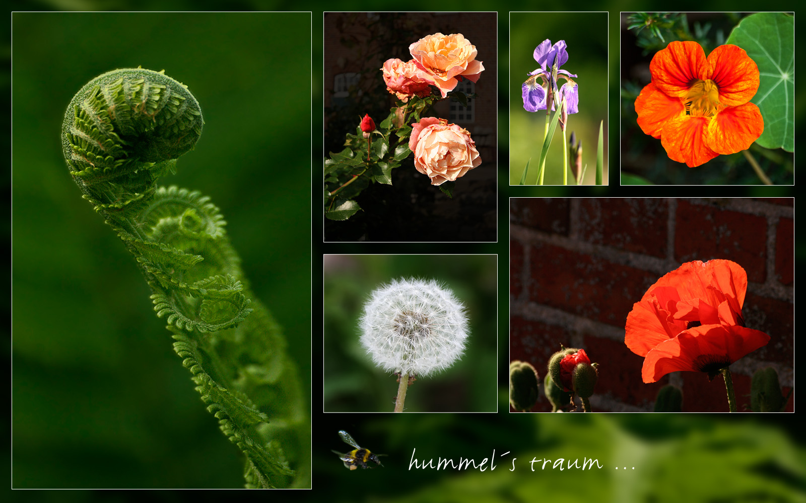 hummel´s traum ...