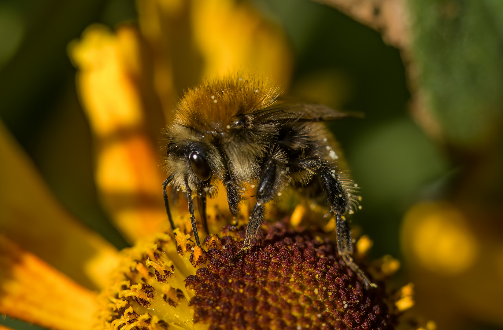 Hummelsche auf der Blüte