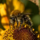 Hummelsche auf der Blüte