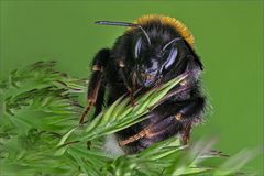 hummel_schilf_2