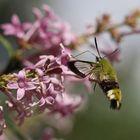 Hummelschwämer an Blüte 3